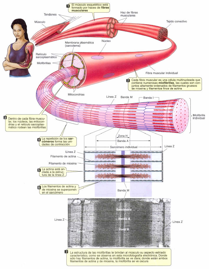 Efectores » Blog de Biología