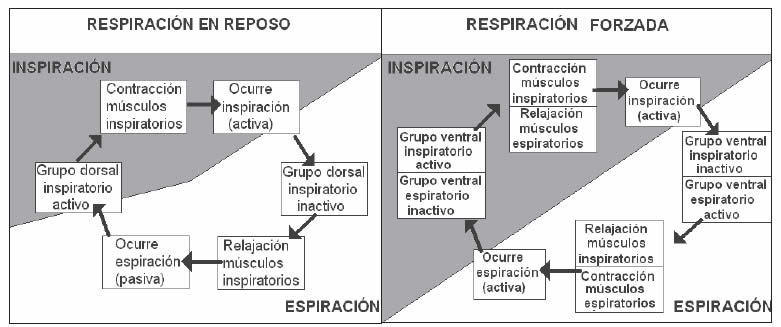 Regulación del ritmo respiratorio