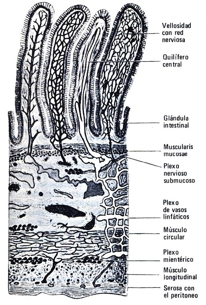 Intestino delgado