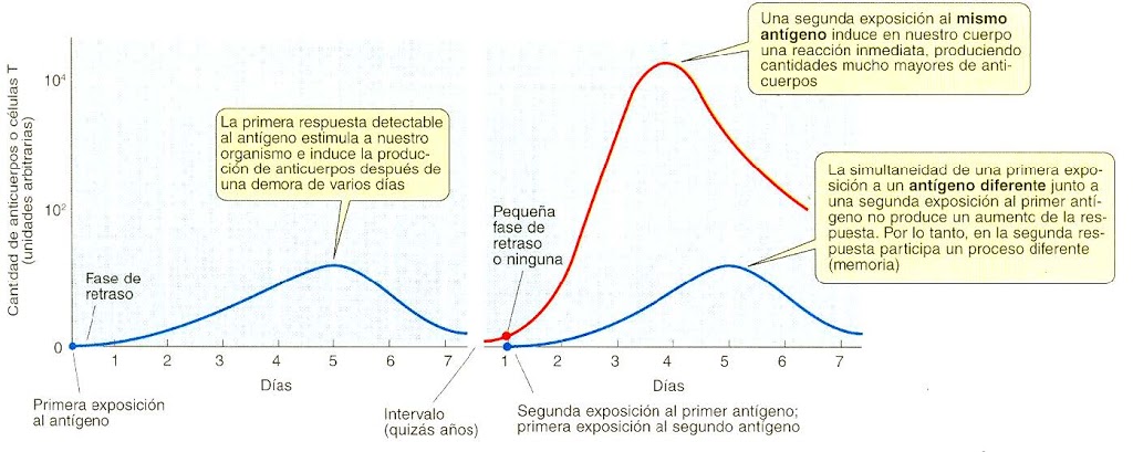 Memoria Inmunológica