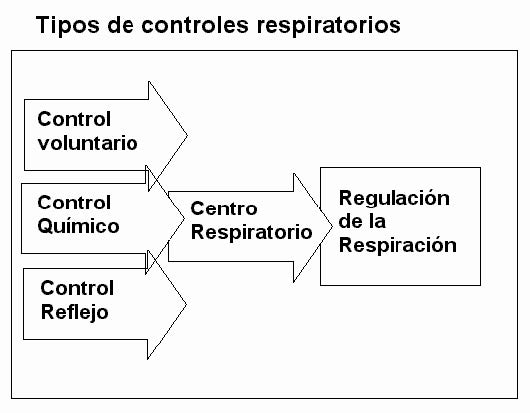 Frecuencia respiratoria