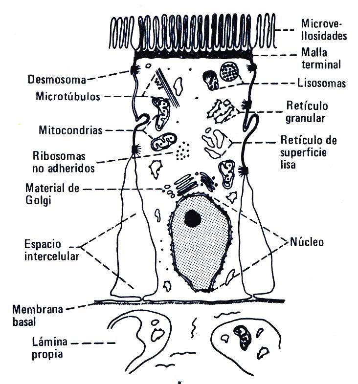 Páncreas