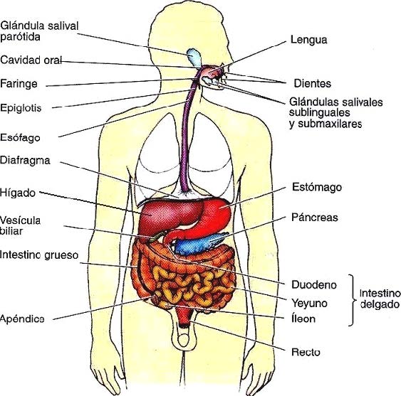 Sistema Digestivo