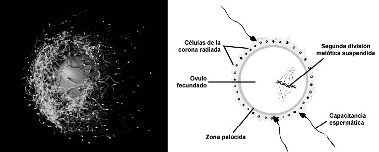 Fecundación