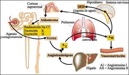 Regulación de la función renal