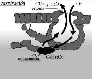 Intercambio de gases