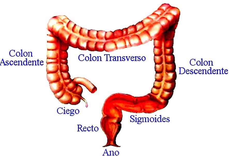 Para que sirve el intestino grueso