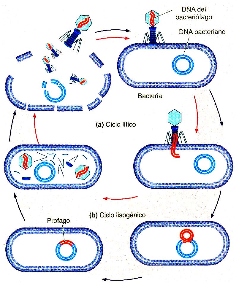 Ciclo lítico y lisogénico