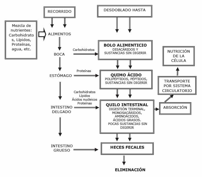 Etapas del proceso digestivo