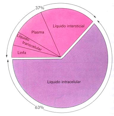 el agua en tu organismo