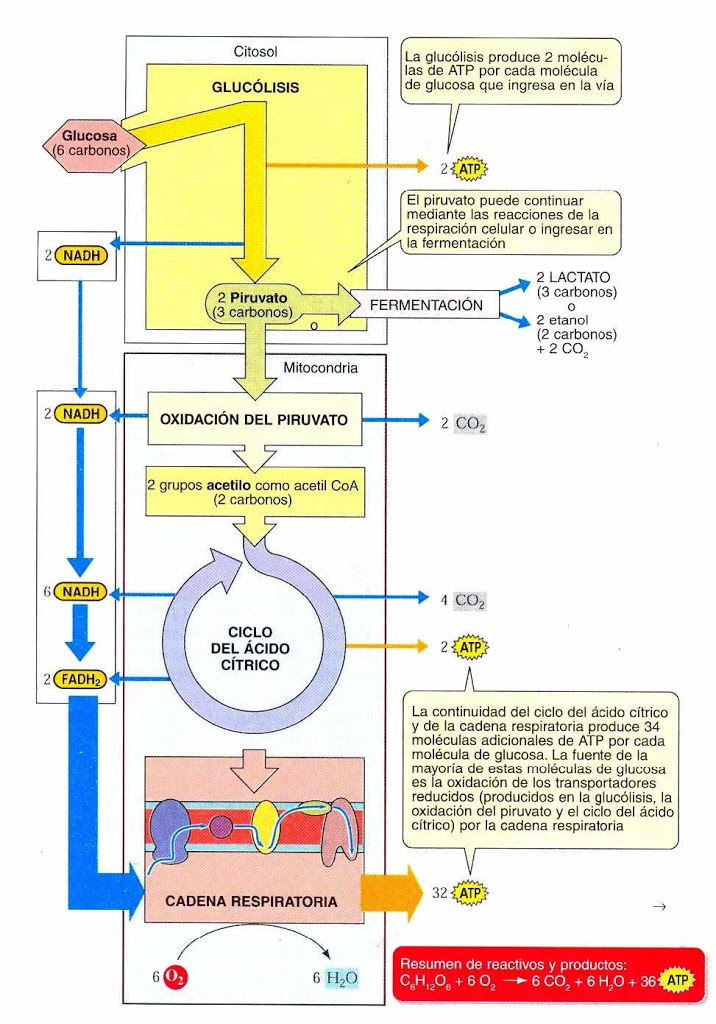 La respiración pulmonar y la celular