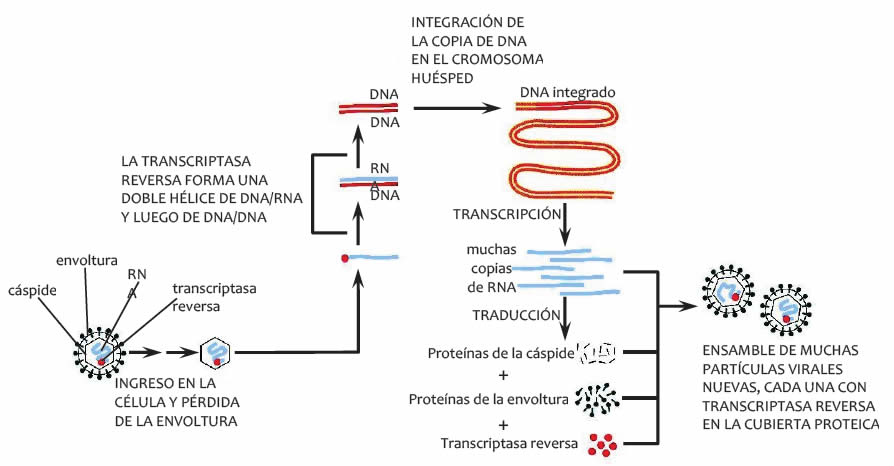 Retrovirus