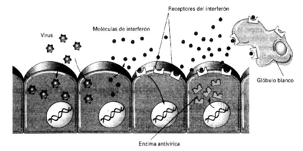 Proteínas antimicrobianas