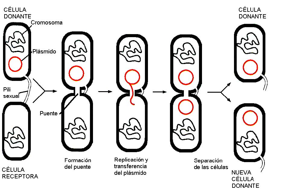 Bacterias