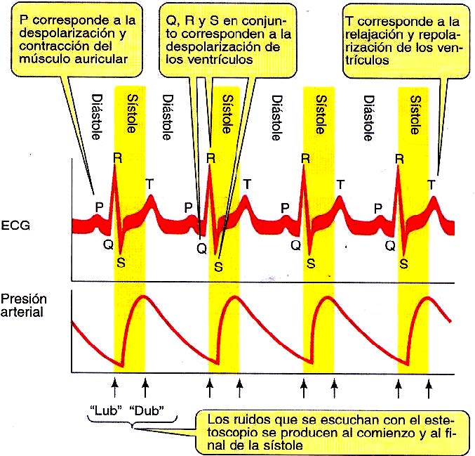 Actividad Eléctrica Y Electrocardiograma Blog De Biología