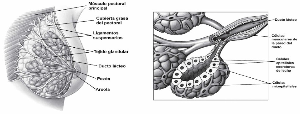 Organización y estructura de la glándula mamaria