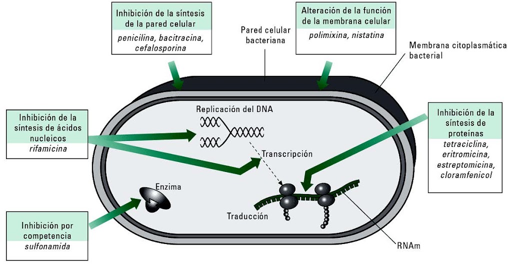 Antibióticos