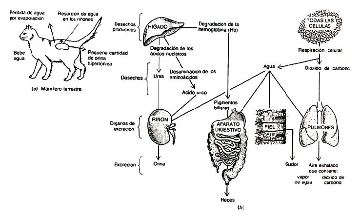 Excreción