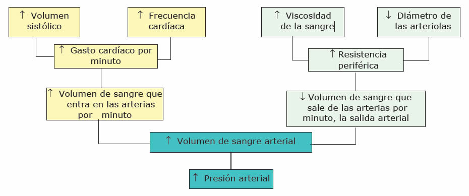 Presión Sanguínea