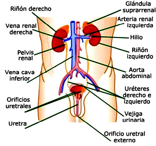 Fisiología renal