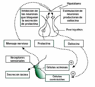 Secreción hormonal en la lactancia