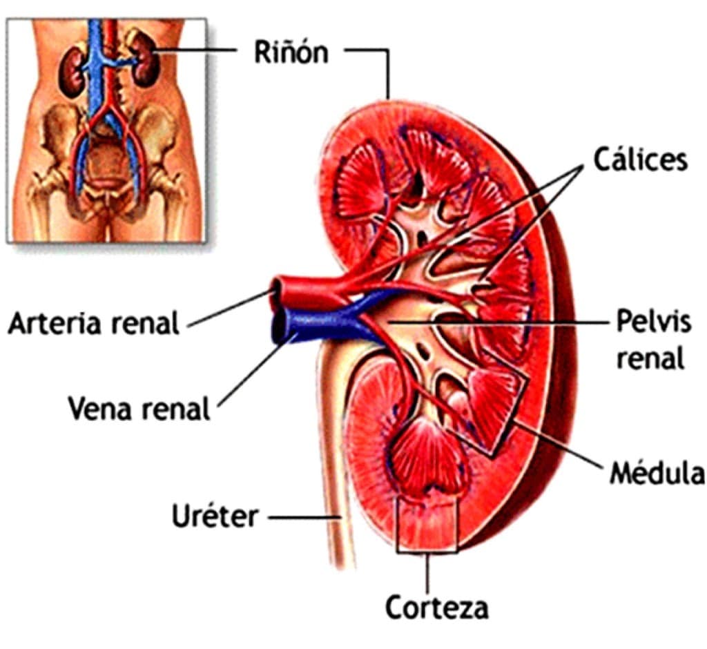 Anatomía del riñón