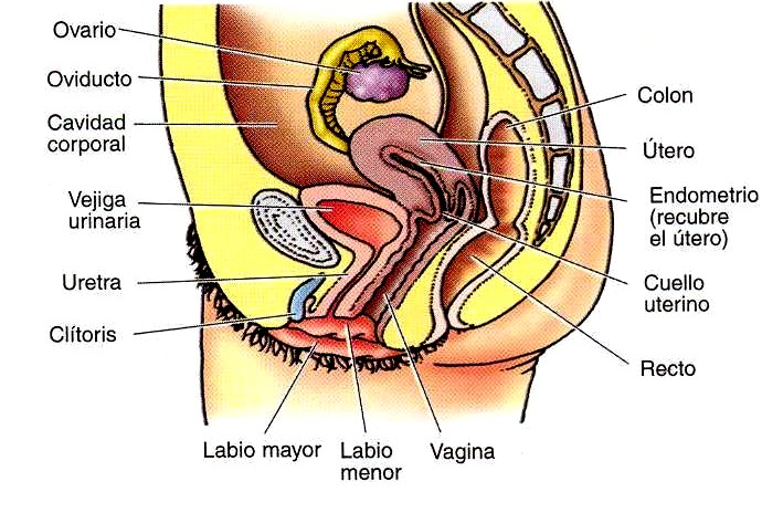 Aparato reproductor femenino