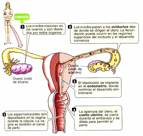 Función del aparato reproductor femenino