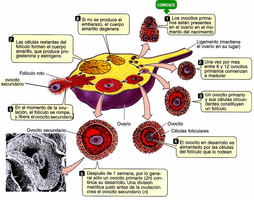 La Ovogénesis