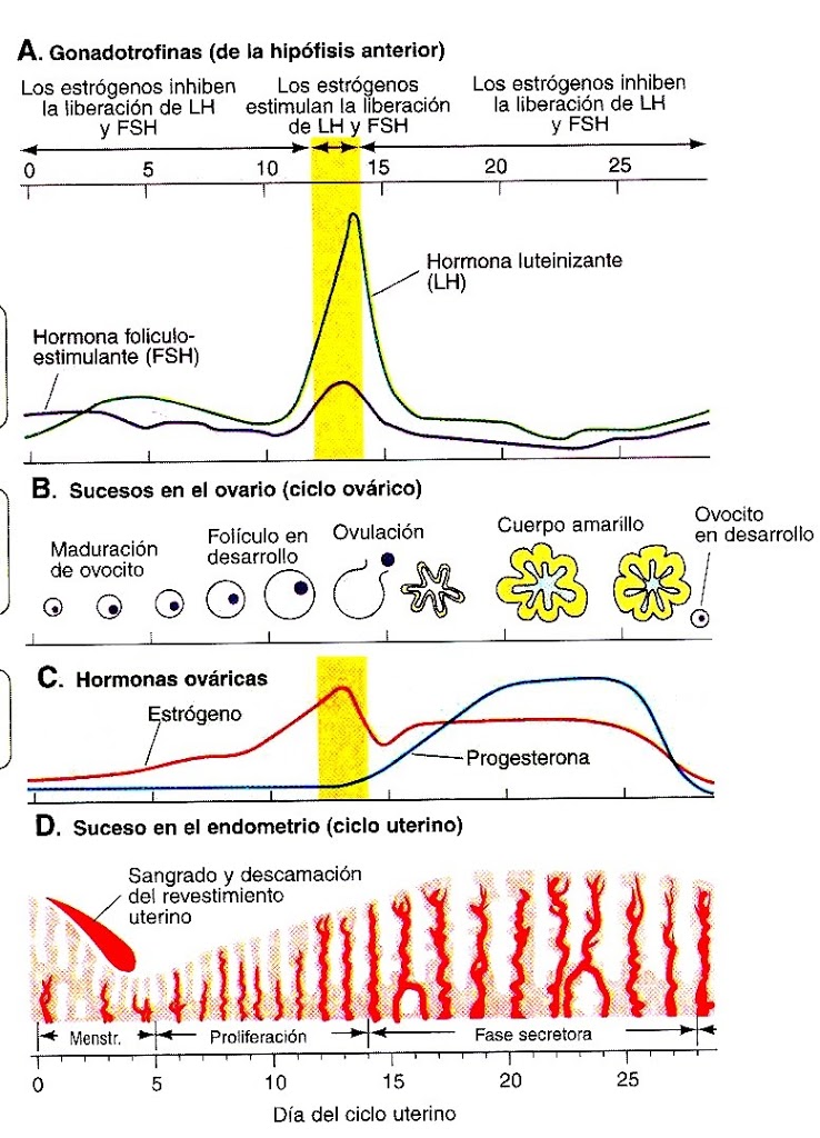 Ciclo Menstrual