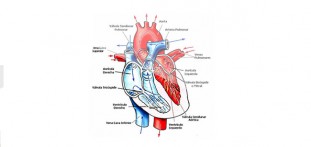 Ciclo Cardiaco