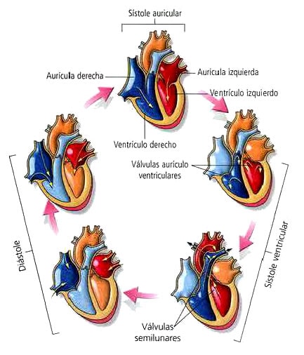 ciclo-cardiaco-etapas