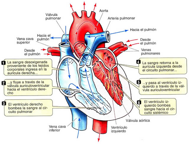 Fases del Ciclo Cardíaco