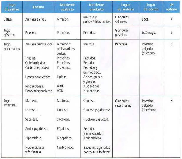 Enzimas que participan en la digestión de los alimentos