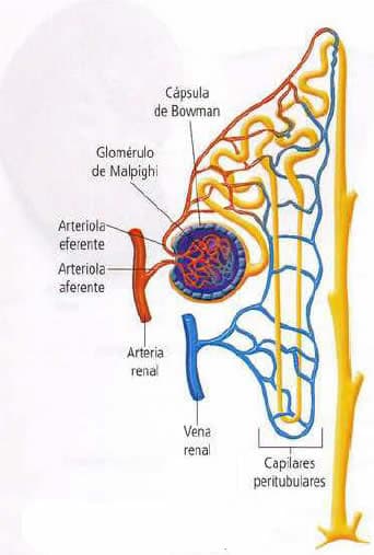 Estructura del nefrón