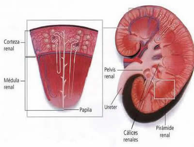 Estructura del riñon