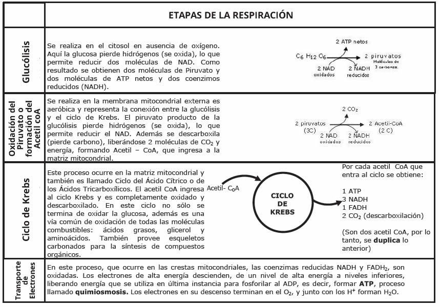 Respiración Celular