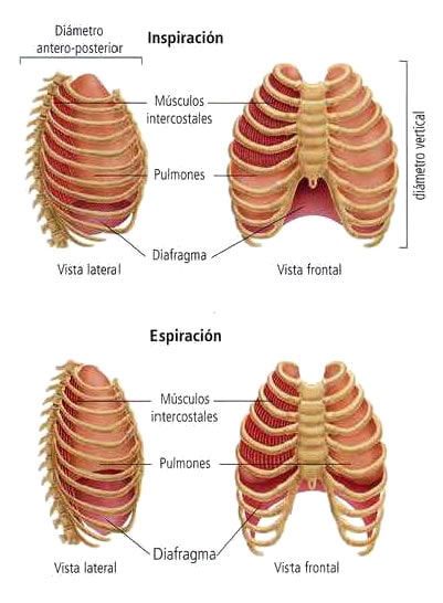 movimientos-respiratorios