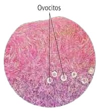 Corte transversal de un ovario