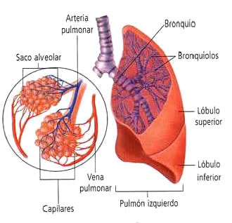 pulmones