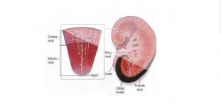 Sistema Renal