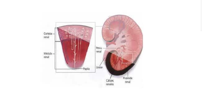 Sistema Renal » Blog de Biología