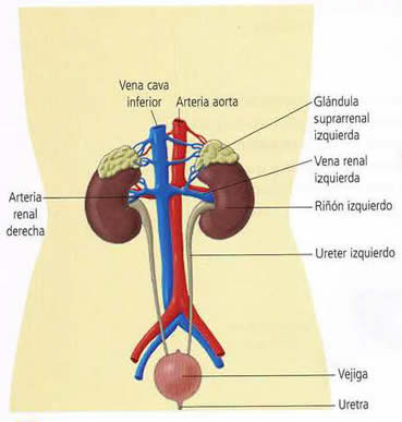 Sistema Renal