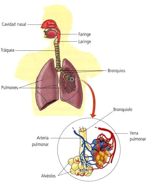 Sistema respiratorio