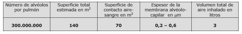 intercambio de gases en el pulmón