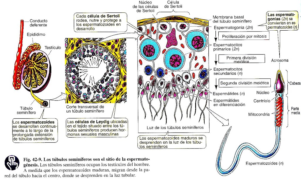 Espermatogénesis