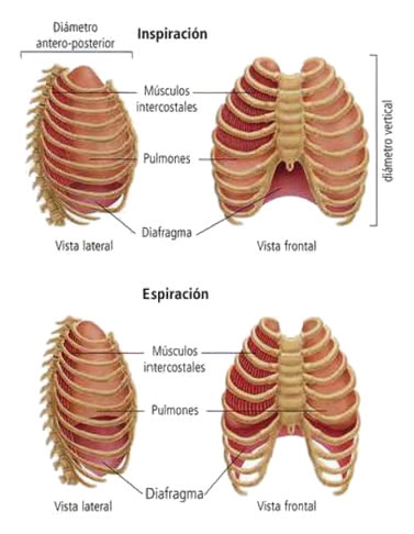 ventilacion-pulmonar