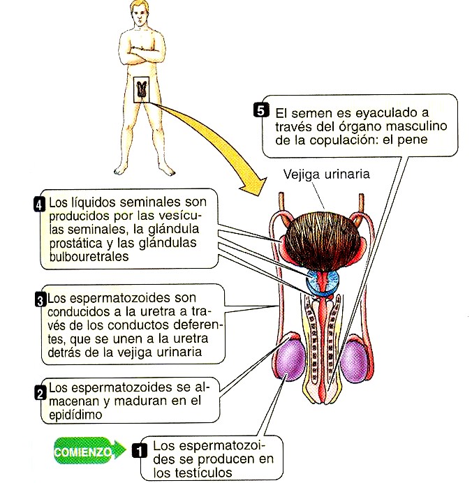 Espermatozoides