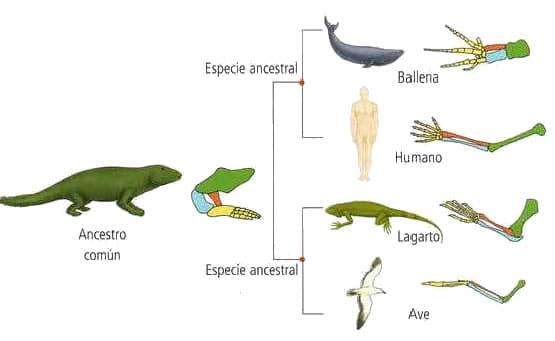 anatomia-comparada