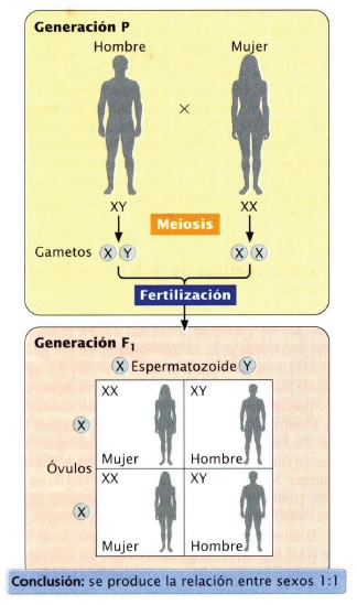 Sistemas cromosómicos